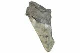 Partial Fossil Megalodon Tooth - South Carolina #277426-1